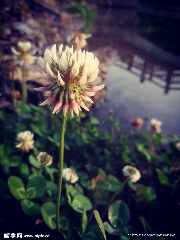 花草