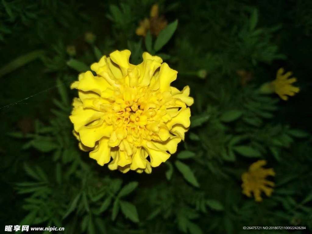 黄花