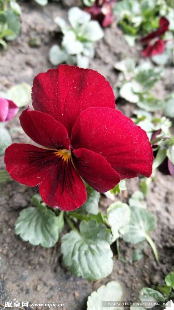 红花
