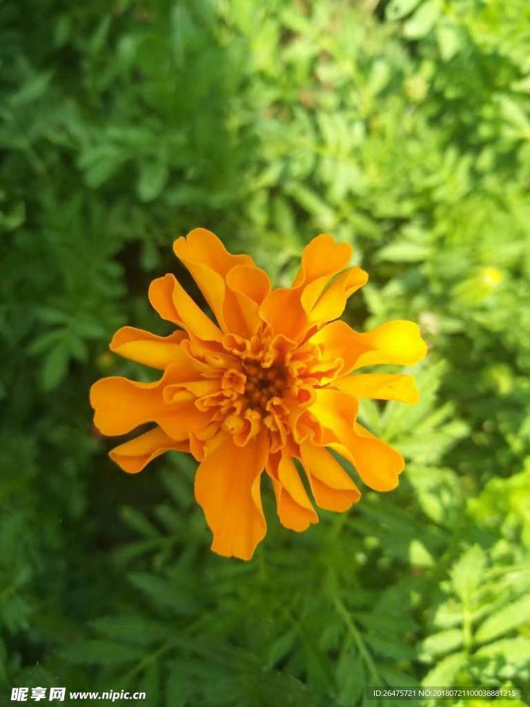 黄花
