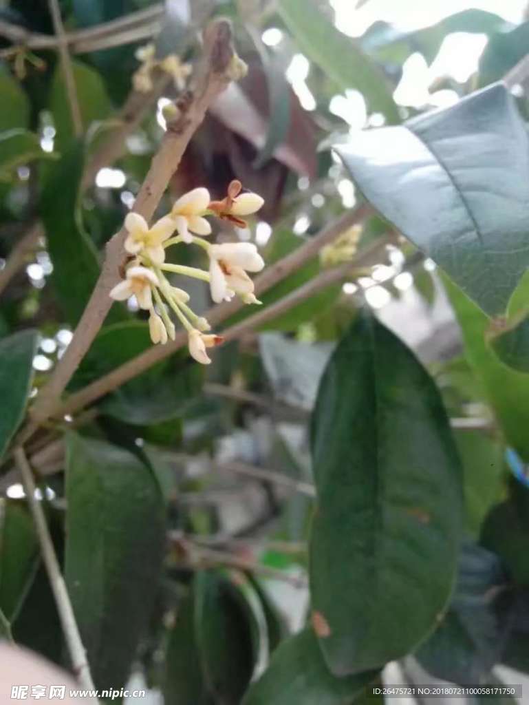 八月桂花