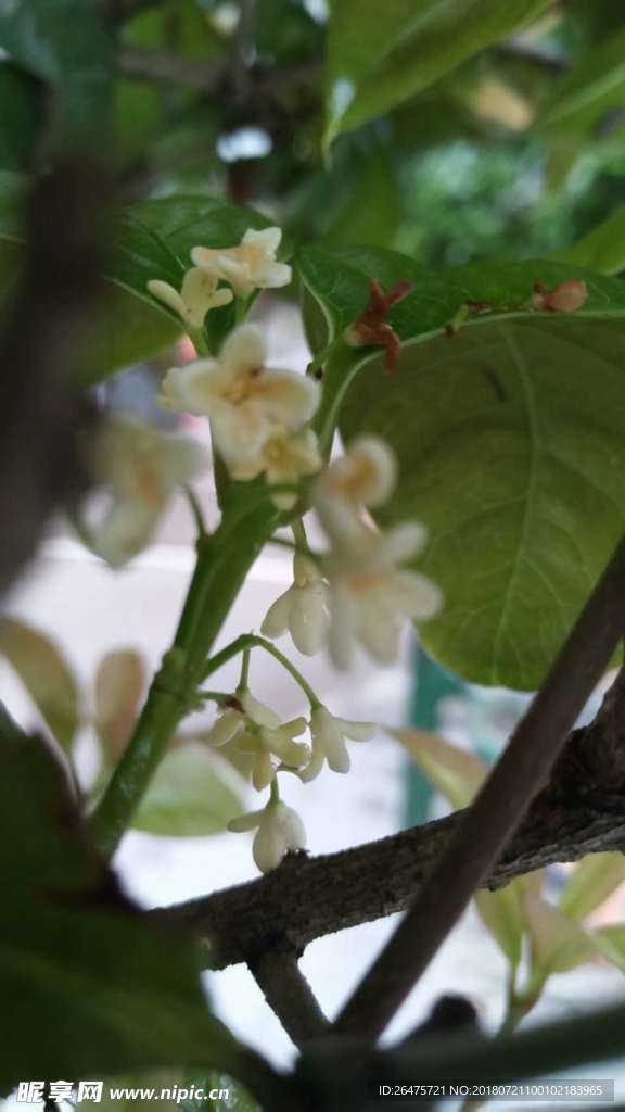 八月桂花