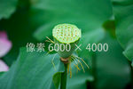 河塘中的莲蓬莲子高清图片