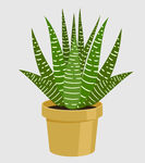 绿植图片