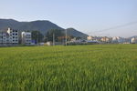 稻田