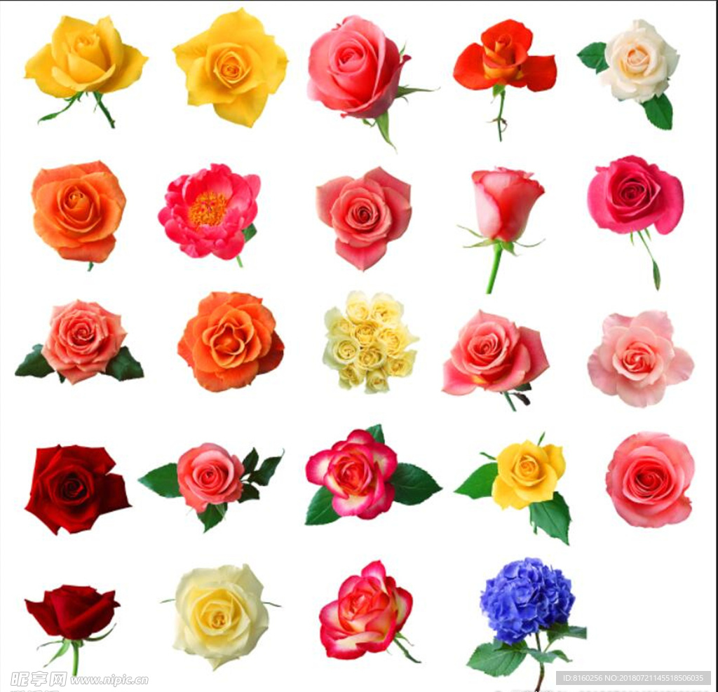 24朵红黄粉玫瑰花