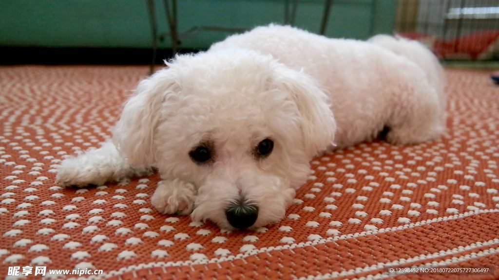 比熊犬