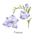 花纹