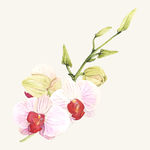 花纹