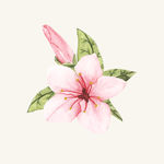 花纹