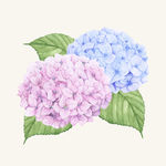 矢量花卉