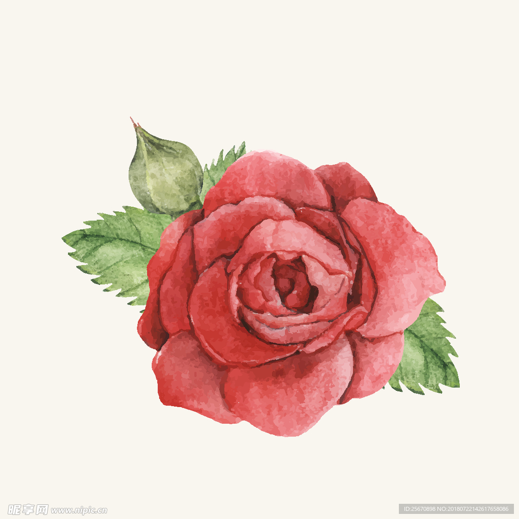 矢量花卉