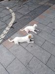 宠物狗 两只狗 狗 白狗 宠物