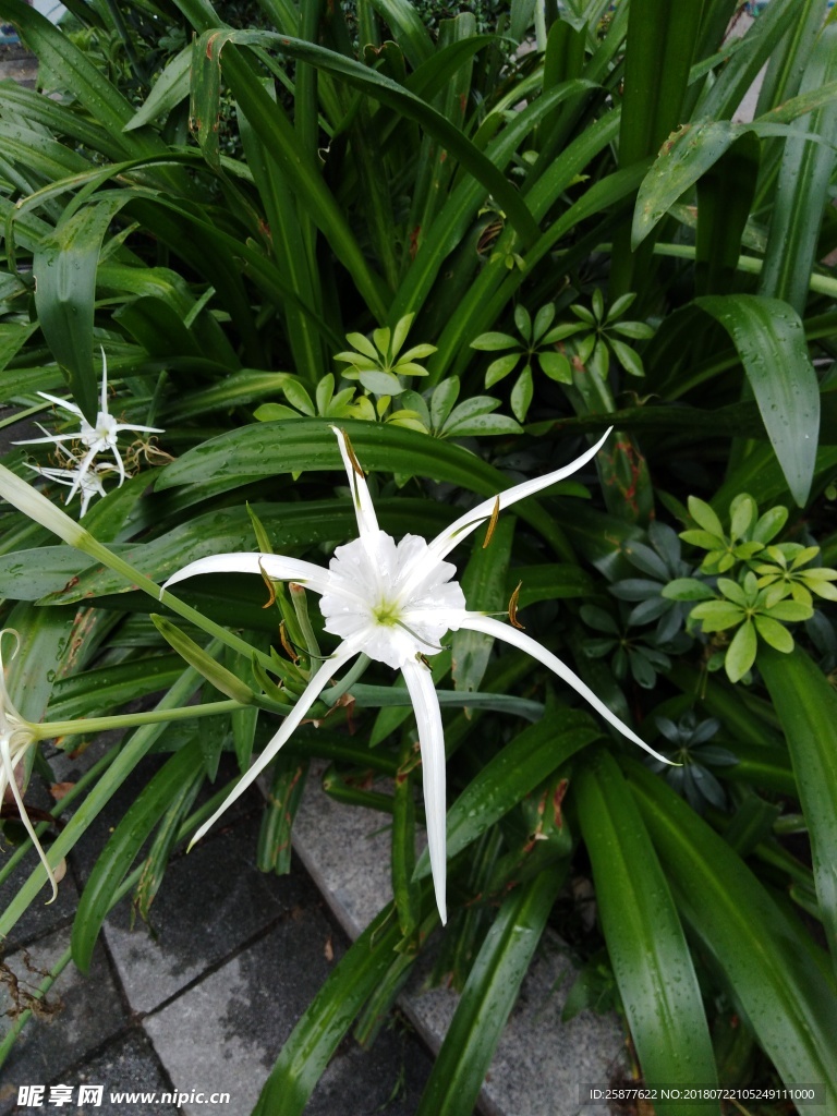 美人蕉 蕉 美人 植物 美人蕉