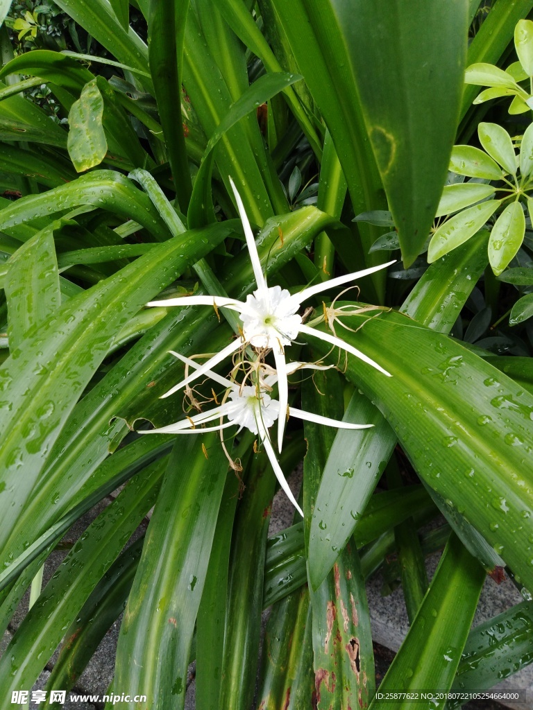 美人蕉 蕉 美人 植物 美人蕉