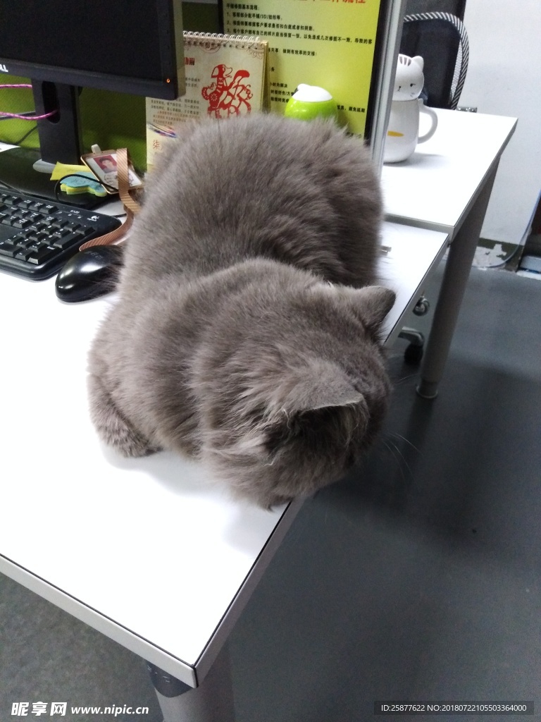 猫 猫咪 宠物 办公室猫 灰猫