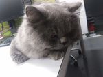 猫 猫咪 宠物 办公室猫 灰猫