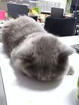 猫 猫咪 宠物 办公室猫 灰猫