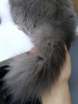 猫尾 猫尾巴 尾毛 灰猫