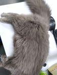 办公猫 猫咪 灰猫