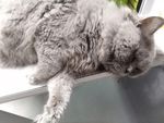 猫 猫咪 宠物 办公室猫