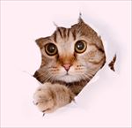 猫咪图片