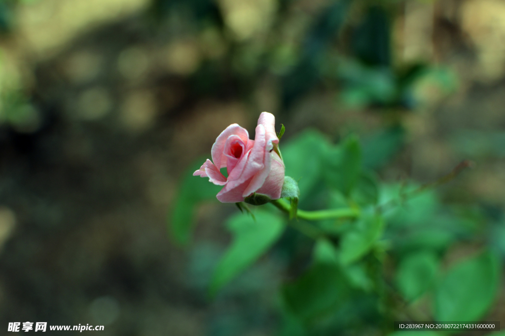 小花