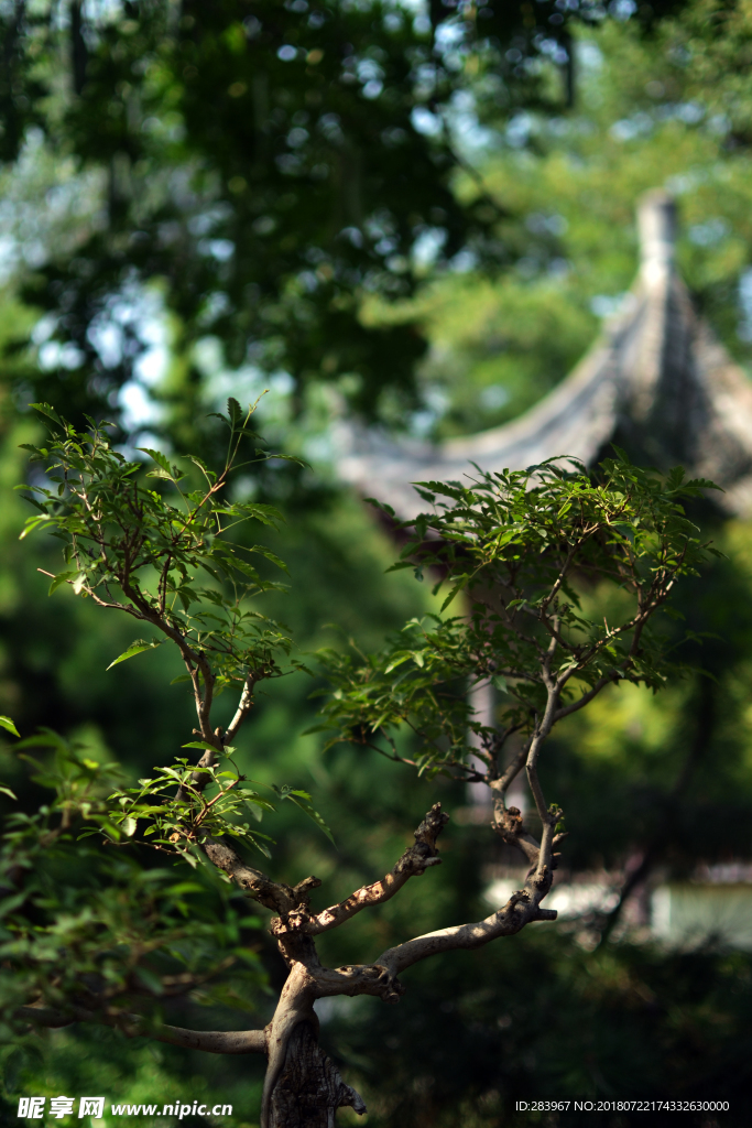 盆景