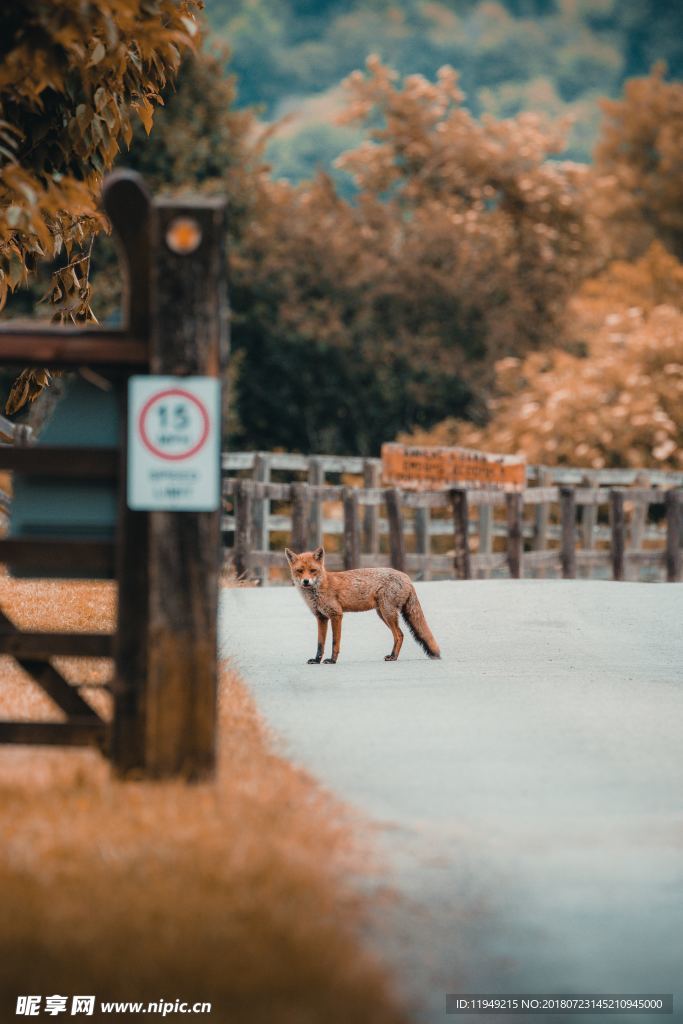 狐狸