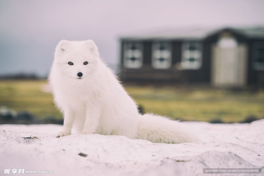 狐狸