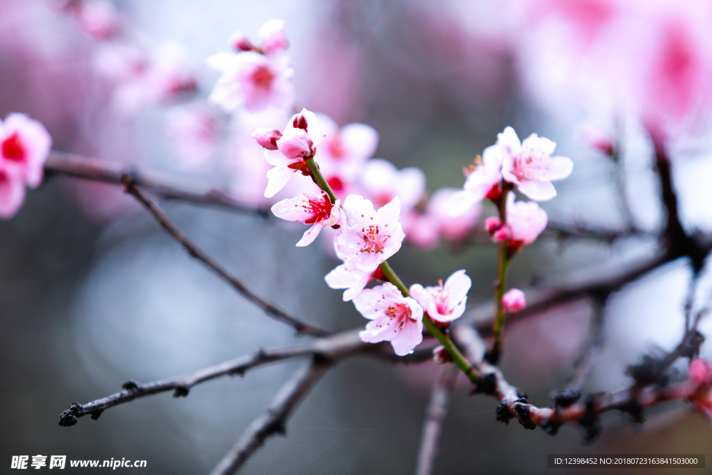 桃花