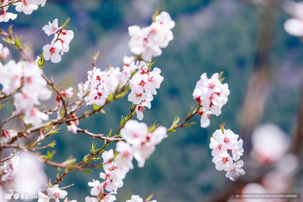 桃花