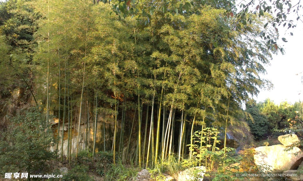 竹林