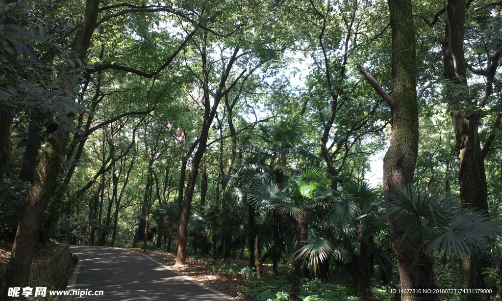 林荫小路