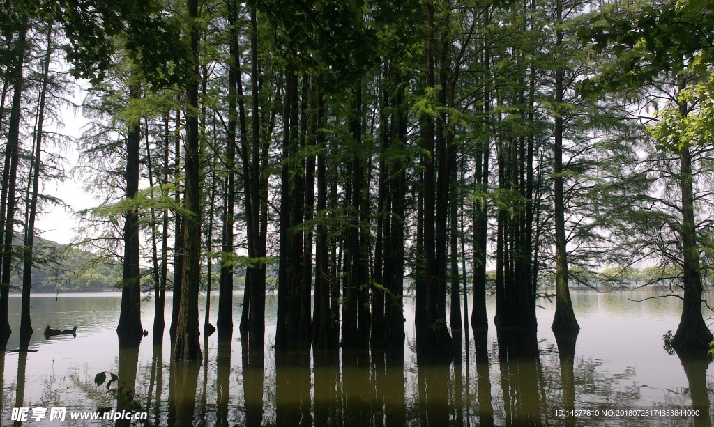 水中树林