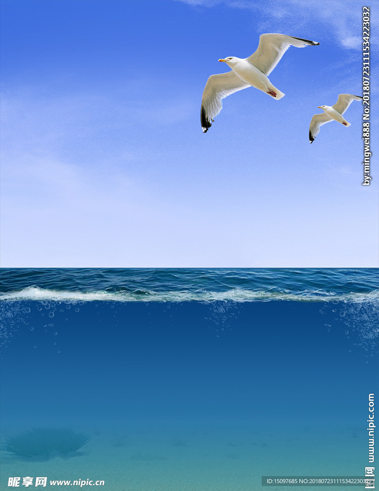 海水海鸥