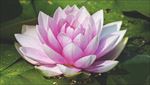莲花