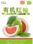 红柚海报
