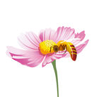 蜜蜂鲜花矢量素材
