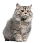 猫 猫素材