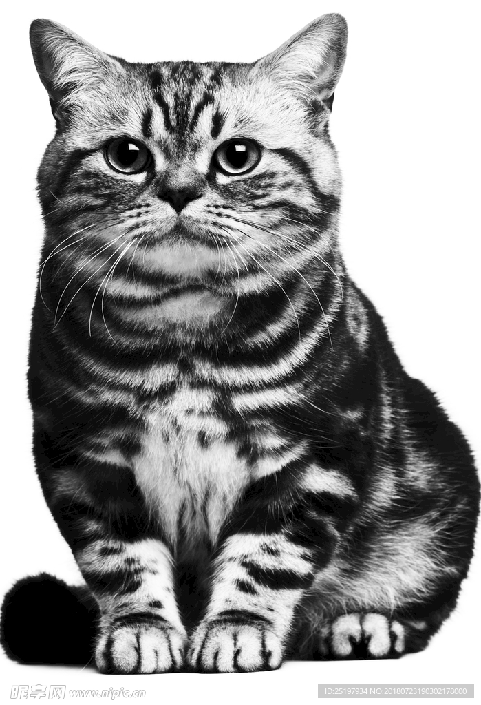 猫 猫素材