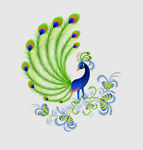 孔雀图片