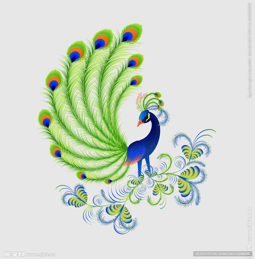 孔雀图片