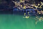 稻城亚丁水库花枝