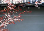 日本古建筑