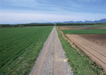 田间道路 田园风光
