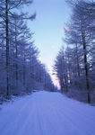 森林道路雪景