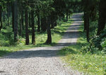道路风景  森林风景