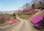 公路 道路 鲜花