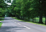 公园道路 道路风景